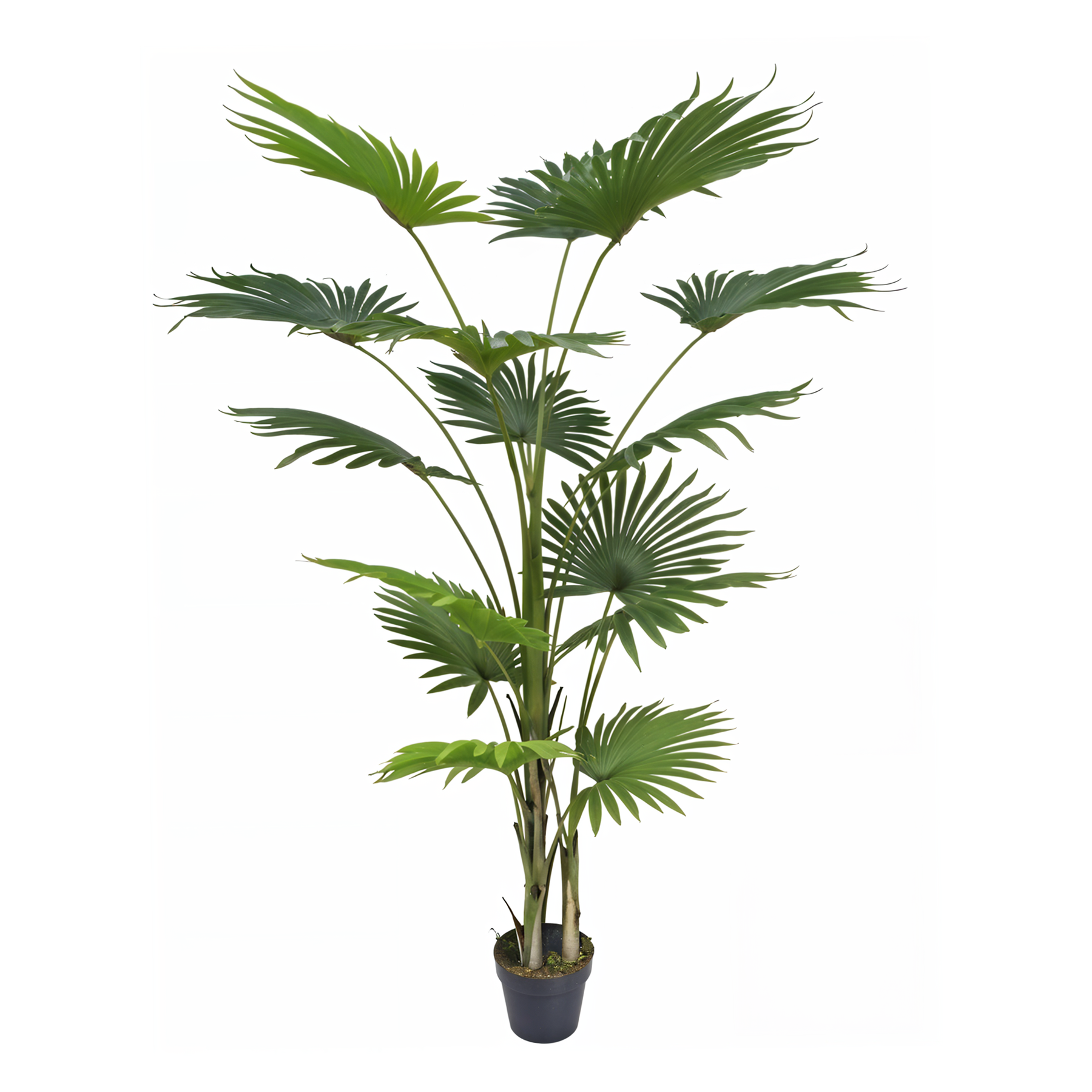 Artificial Fan Palm Plant-6ft