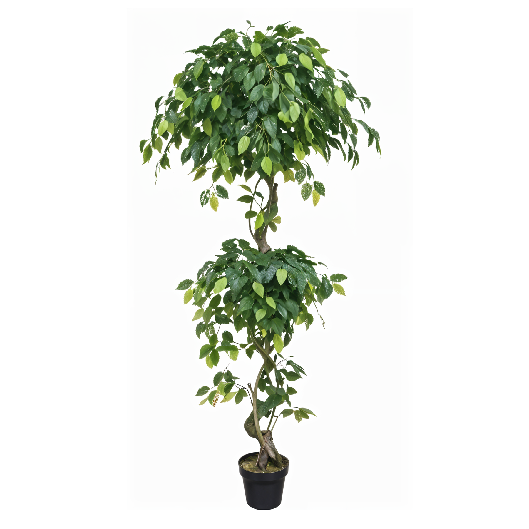 Artificial Topiary Panda Ficus 6Ft