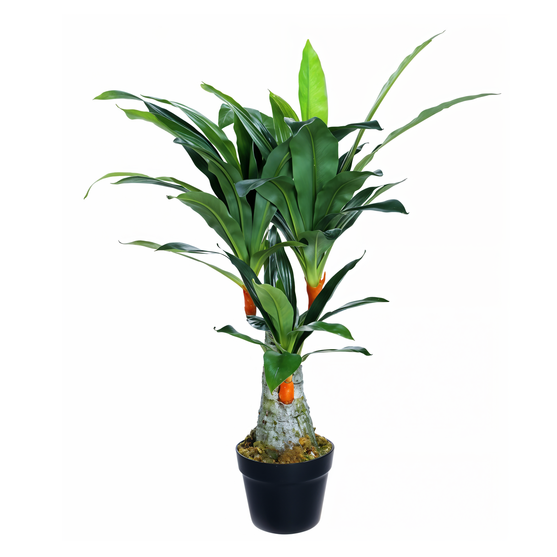 Artificial Dracaena 2.5Ft