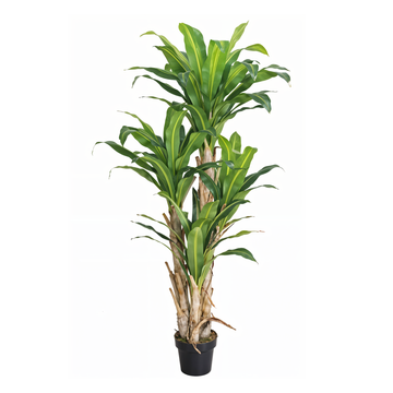 Artificial Dracaena Fragrance 5.3Ft