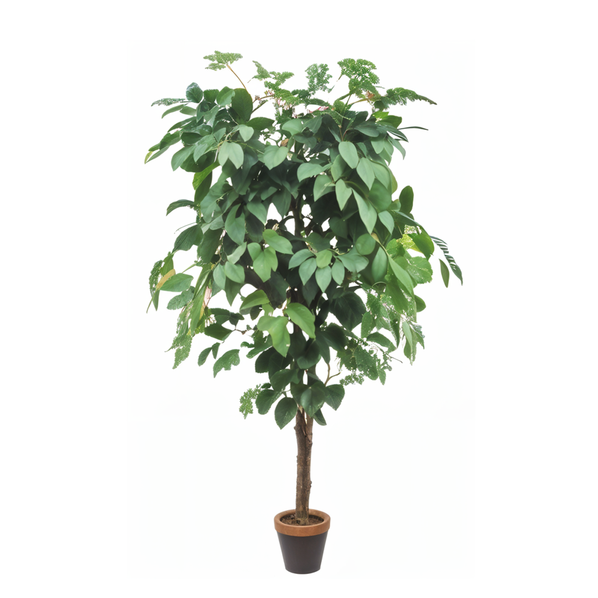 Artificial Ficus Plant