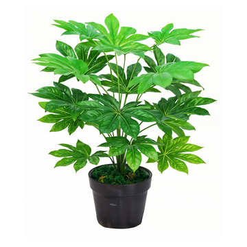 Japan Fatsia 2ft